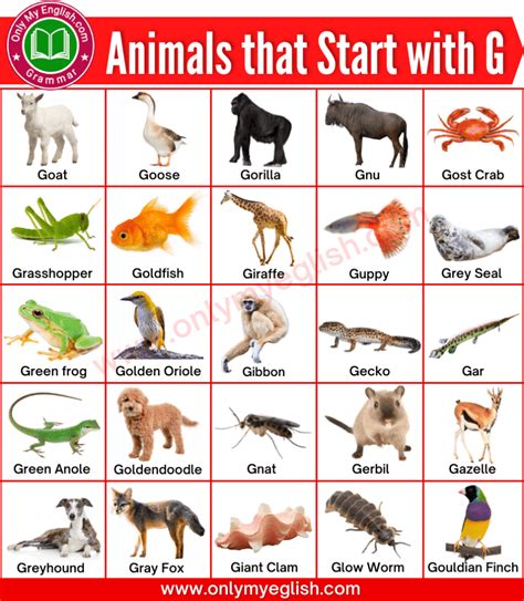 animal c u m m i n g|34 Animals That Start With G: Species, Description, and Fun .